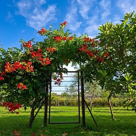 Charming Olive Tree House With Pool - Pet Friendly Ferienhaus