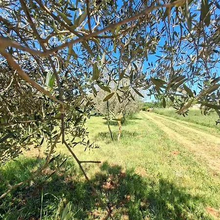 Charming Olive Tree House With Pool - Pet Friendly * Šišan