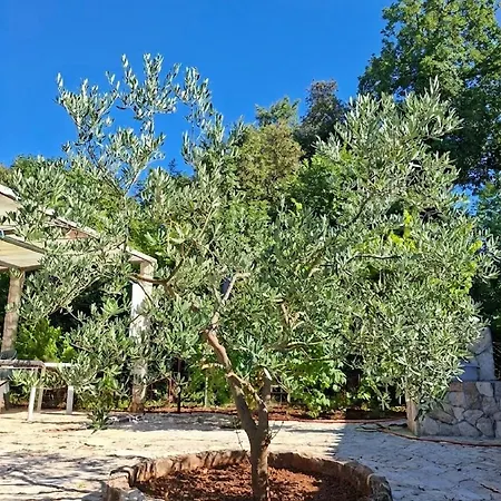 Feriehus Charming Olive Tree House With Pool - Pet Friendly