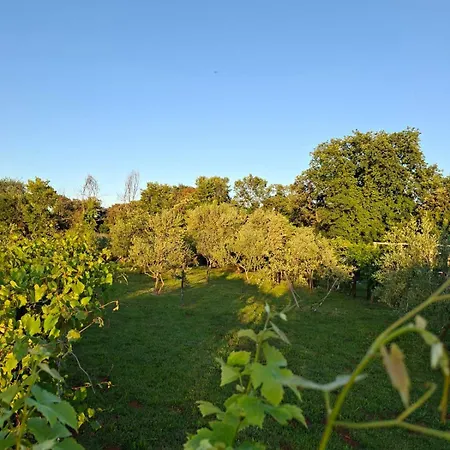 Charming Olive Tree House With Pool - Pet Friendly Šišan
