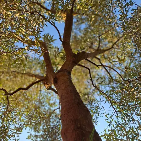 Charming Olive Tree House With Pool - Pet Friendly *