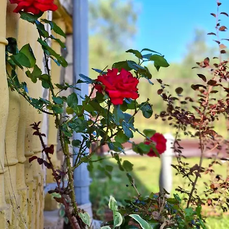 Charming Olive Tree House With Pool - Pet Friendly Ferienhaus Šišan